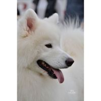 SAMOYEDOS. LA ESTRELLA BLANCA DEL ÁRTICO. EL PERRO DE LA SONRISA