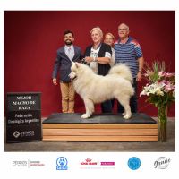 SAMOYEDOS. LA ESTRELLA BLANCA DEL ÁRTICO. EL PERRO DE LA SONRISA