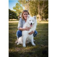 SAMOYEDOS. LA ESTRELLA BLANCA DEL ÁRTICO. EL PERRO DE LA SONRISA