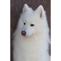 SAMOYEDOS. LA ESTRELLA BLANCA DEL ÁRTICO. EL PERRO DE LA SONRISA