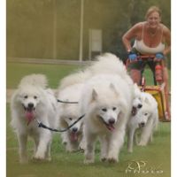 SAMOYEDOS. LA ESTRELLA BLANCA DEL ÁRTICO. EL PERRO DE LA SONRISA