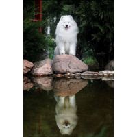 SAMOYEDOS. LA ESTRELLA BLANCA DEL ÁRTICO. EL PERRO DE LA SONRISA