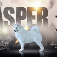 SAMOYEDOS. LA ESTRELLA BLANCA DEL ÁRTICO. EL PERRO DE LA SONRISA