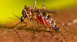 Preocupación por el aumento de casos de dengue.