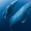 0505_ballena azul