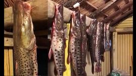 La pesca deportiva, tras años de dura sequía, es obligatoriamente con devolución.