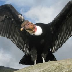 Entre las numerosas especies de aves que se encuentran en peligro de extinción se encuentra el cóndor andino.