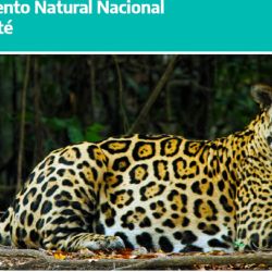 El yaguareté fue declarado Monumento Natural a nivel nacional y provincial.