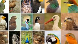 La fecha fue decretada por iniciativa de BirdLife International.