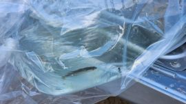 Los peces serán sembrados en el departamento Iglesia para fortalecer el recurso pesquero.