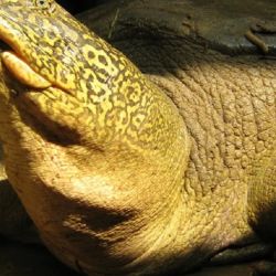 Era la última ejemplar hembra de la tortuga de agua dulce más grande del mundo.