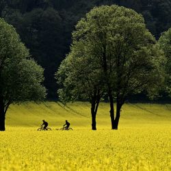 Los ciclistas recorren una carretera entre campos de plantas de colza en flor, cerca del pequeño pueblo bávaro de Schoengeising, en el sur de Alemania. | Foto:Christof Stache / AFP