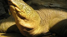 Era la última ejemplar hembra de la tortuga de agua dulce más grande del mundo.