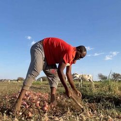 Un hombre sudanés cosecha cebollas en la región de Jazira, al sur de Jartum. Foto por AFP. | Foto:AFP