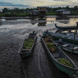 Barcos cargados de lantana verde en el municipio de Olaya Herrera, en el departamento de Nariño, Colombia. Foto por JOAQUIN SARMIENTO / AFP. | Foto:AFP