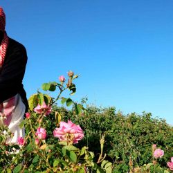 Un aldeano libanés cosecha rosas de Damasco en un campo agrícola en el pueblo de Ksarnaba, en el valle de Bekaa. Foto de JOSEPH EID / AFP. | Foto:AFP