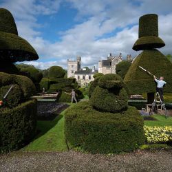 El jardinero y su equipo de jardineros trabajan para preparar el jardín topiario más antiguo del mundo en los terrenos de Levens Hall, una casa señorial isabelina, en el noroeste de Inglaterra. Foto de OLI SCARFF / AFP. | Foto:AFP