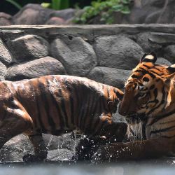 Una tigresa de Bengala con su cachorro se refresca en un estanque en su recinto en el Zoológico de Mumbai en Mumbai. Foto de SUJIT JAISWAL / AFP. | Foto:AFP