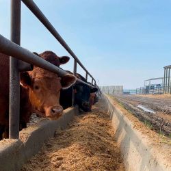 Las vacas que pertenecen a BJ Fuchs, un granjero que perdió algunas tierras y tuvo que mover su ganado debido a los incendios forestales, se ven en su nueva granja en Shining Bank, Alberta, Canadá. Foto de Anne-Sophie THILL / AFP. | Foto:AFP
