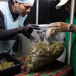La industria del cannabis en Tailandia | Foto:Bloomberg