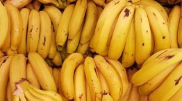 Bananas 20230513