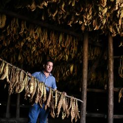 Imagen de un trabajador secando hojas de tabaco para cigarros en una plantación, en Danlí, Honduras. Honduras es uno de los principales países productores de cigarros en el mundo. | Foto:Xinhua/Xin Yuewei