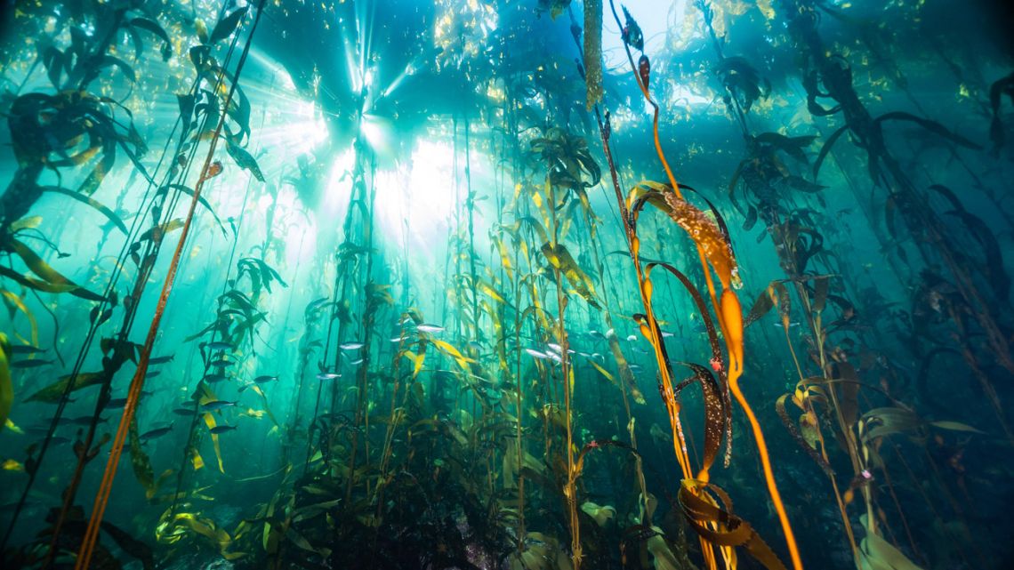 A handout picture taken underwater and released by Mission Blue NGO shows a kelp forest in the southern Chilean coastal area of Chiloé, about 1,400 km south of Santiago, on April 10, 2023. 