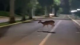 Los lugareños y automovilistas se soprendieron ante la presencia del venado.