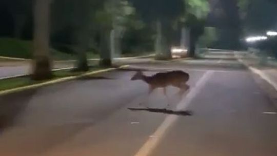 1605_venado