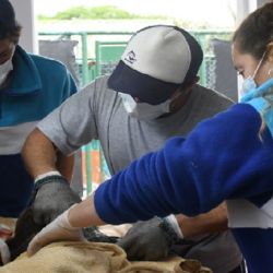 Tras brindarle los primeros cuidados al animal, finalmente lo trasladaron hasta el Centro de Rescate que dicha ONG tiene en la localidad de San Clemente del Tuyú.