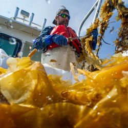 El capitán John Lovett, de 52 años, utiliza un cuchillo para cosechar algas en el barco en Duxbury, Massachusetts. | Foto:Joseph Prezioso / AFP