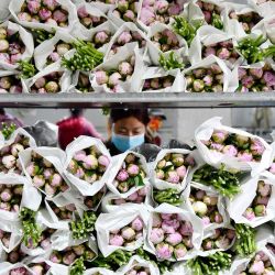 Un trabajador empaqueta flores recién cortadas en un campo de flores en Handan, en la provincia septentrional china de Hebei. | Foto:AFP