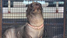 El animal presentaba muchas heridas en el cuello.