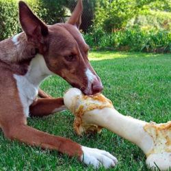 El hueso es un gran medio para preservar la salud bucal de los perros.