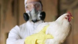 Gripe aviar: el Senasa flexibilizó restricciones para la temporada de caza menor