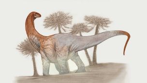 Chucarosaurus, el dinosaurio encontrado en Río Negro 20230518