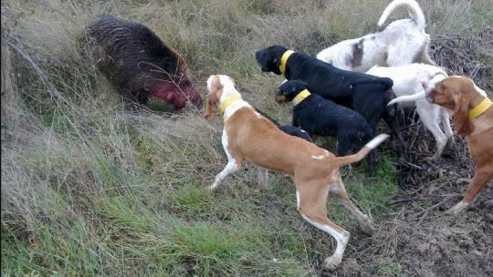 Exigen que se habilite la caza anual de jabalíes con perros en Río Negro