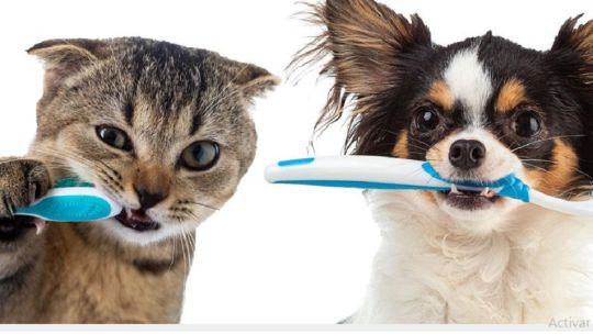 5 claves para cuidar la salud bucal de nuestras mascotas