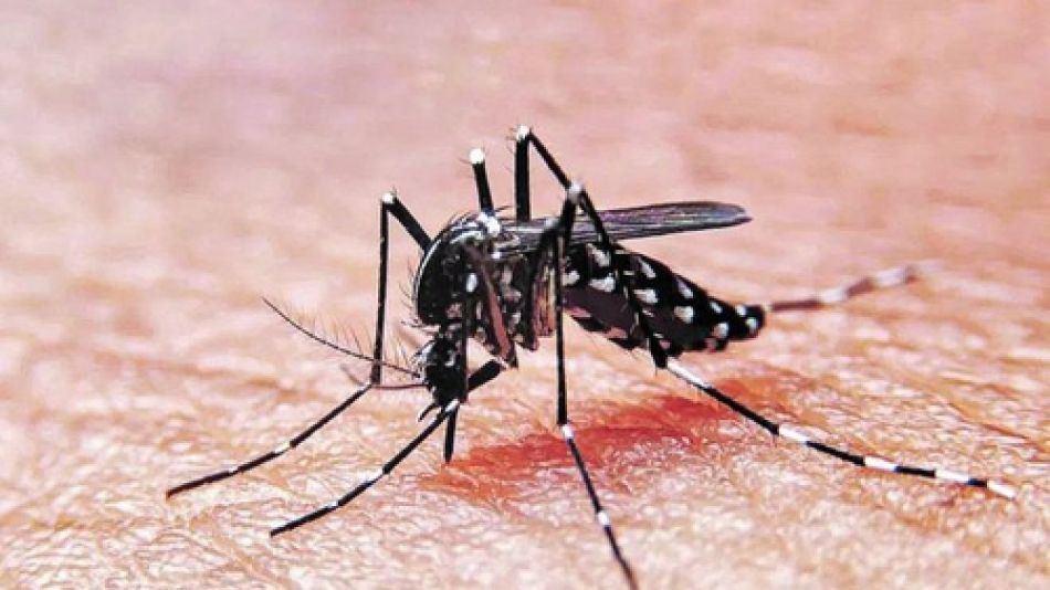 Cuáles son los consejos para evitar que el mosquito se reproduzca.