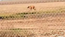 El animal fue visto a plena luz del dia.