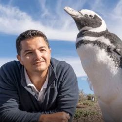 Borboroglu lleva más de 30 años estudiando a los pingüinos.