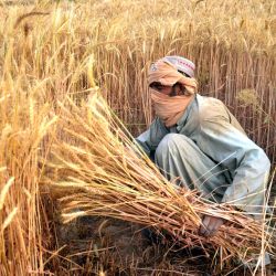 Un agricultor afgano cosecha trigo en un campo del distrito de Daman, en Kandahar. | Foto:Sanaullah Seiam / AFP