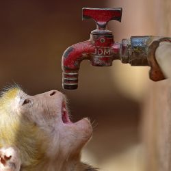 Un mono intenta saciar su sed en un grifo de agua en un caluroso día de verano en Prayagraj, India. | Foto:SANJAY KANOJIA / AFP