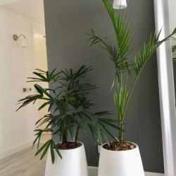 Plantas de interior ideas