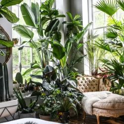 Plantas de interior perennes para darle vida a tu casa