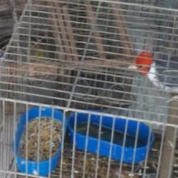 Las aves fueron encontradas en dos viviendas de la localidad cordobesa de Pampayasta Sud.