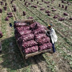 Esta foto muestra a agricultores cosechando cebollas en un campo en Taizhou, en la provincia oriental china de Jiangsu. | Foto:AFP