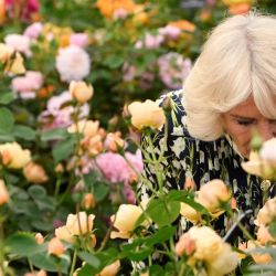 La reina británica Camilla huele rosas durante una visita a la exposición de flores RHS Chelsea Flower Show 2023 en Londres. La exposición floral de Chelsea se celebra anualmente en los terrenos del Hospital Real de Chelsea. | Foto:TOBY MELVILLE / POOL / AFP
