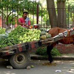 Un vendedor vende verduras en un carro tirado por caballos durante un caluroso día de verano en Amritsar, India. | Foto:Narinder Nanu / AFP