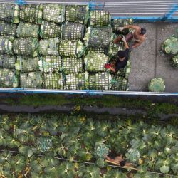 Una vista aérea muestra a trabajadores cargando coles cosechadas en un camión en Nanshan, a unos 1.100 metros sobre el nivel del mar en Taiwán. | Foto:Sam Yeh / AFP